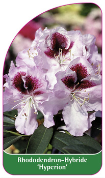 Rhododendron-Hybride 'Hyperion'