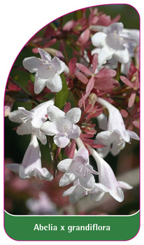 Abelia x grandiflora