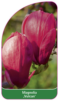 Magnolia 'Vulcan'