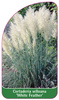 Cortaderia selloana 'White Feahter'