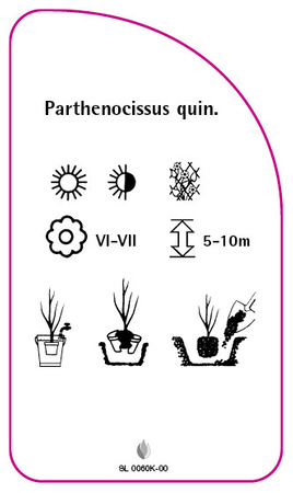 Parthenocissus quinquefolia