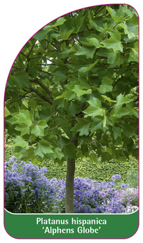 Platanus hispanica 'Alphens Globe'
