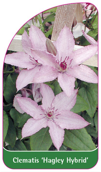 Clematis 'Hagley Hybrid'