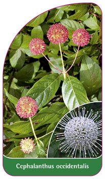 Cephalanthus occidentalis