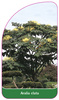 Aralia elata
