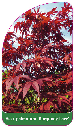 Acer palmatum 'Burgundy Lace'