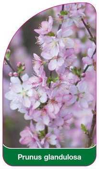 Prunus grandulosa