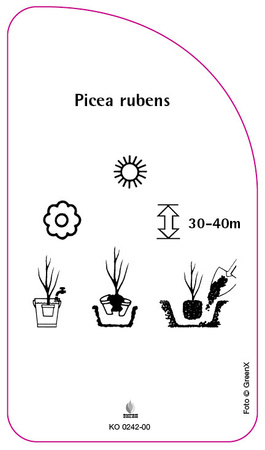 Picea rubens