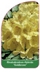 Rhododendron-Hybride 'Goldkrone'