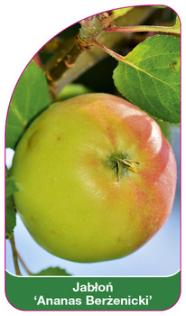 Jablon 'Ananas Berzenicki'
