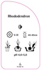 Rhododendron