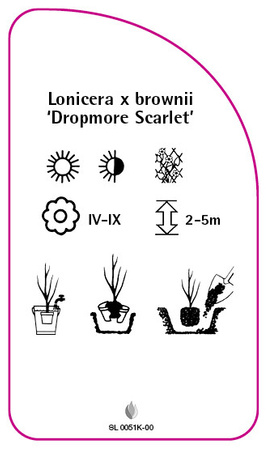 Lonicera x brownii 'Dropmore Scarlet'