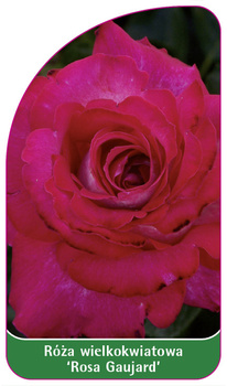 Róza wielkokwiatowa 'Rosa Gaujard'