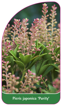 Pieris japonica 'Purity'