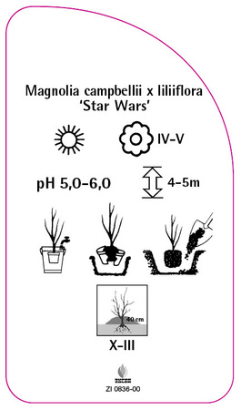 Magnolia campbellii x liliiflora 'Star Wars'