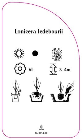 Lonicera ledebourii