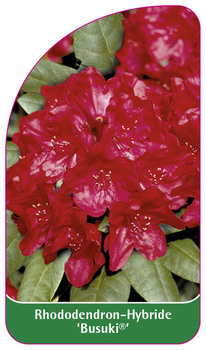 Rhododendron-Hybride 'Busuki'