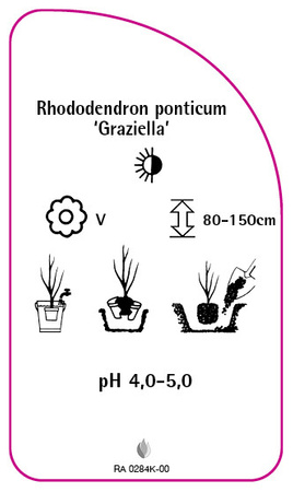 Rhododendron ponticum 'Graziella'