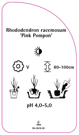 Rhododendron racemosum 'Pink Pompon'