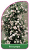 Róza pnąca Nr. 326