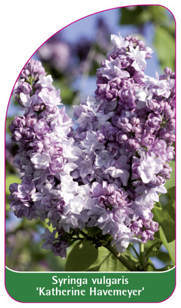 Syringa vulgaris 'Katherine Havemeyer'