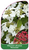 Viburnum plicatum 'Watanabe'