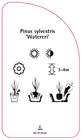 Pinus sylvestris 'Watereri'