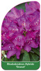 Rhododendron-Hybride 'Granat'