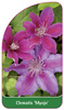 Clematis 'Myojo'