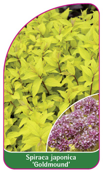 Spiraea japonica 'Goldmound'