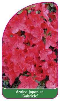 Azalea japonica 'Gabriele'