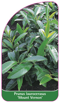 Prunus laurocerasus 'Mount Vernon'