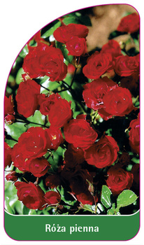 Róza pienna Nr. 74