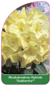 Rhododendron-Hybride 'Goldinetta',