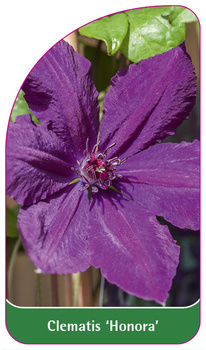 Clematis 'Honora'