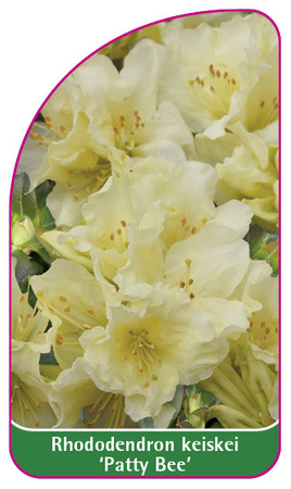 Rhododendron keiskei 'Patty Bee'