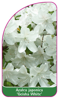 Azalea japonica 'Geisha White'
