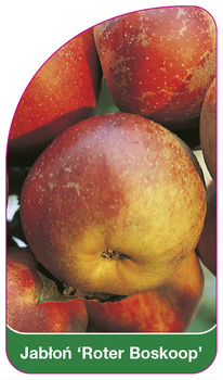 Jabłoń 'Roter Boskoop'