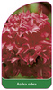 Azalea rubra