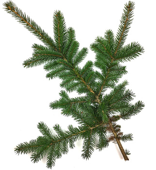 Gałązka świerka zielona żywa do 40cm