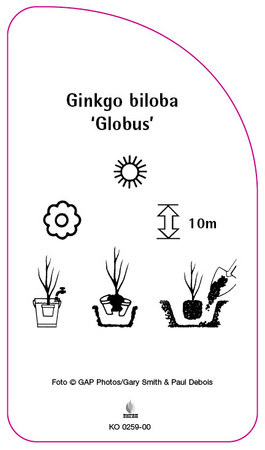 Ginkgo biloba 'Globus'