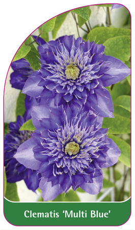 Clematis 'Multi Blue'