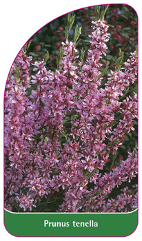 Prunus tenella