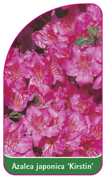 Azalea japonica 'Kirstin'