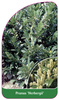 Prunus 'Herbergii'