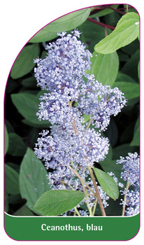 Ceanothus, blau