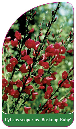 Cytisus scoparius 'Boskoop Ruby'
