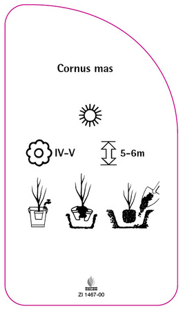 Cornus Mas
