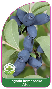 Jagoda kamczacka 'Atut'
