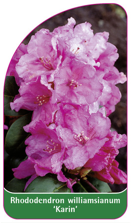 Rhododendron williamsianum 'Karin'